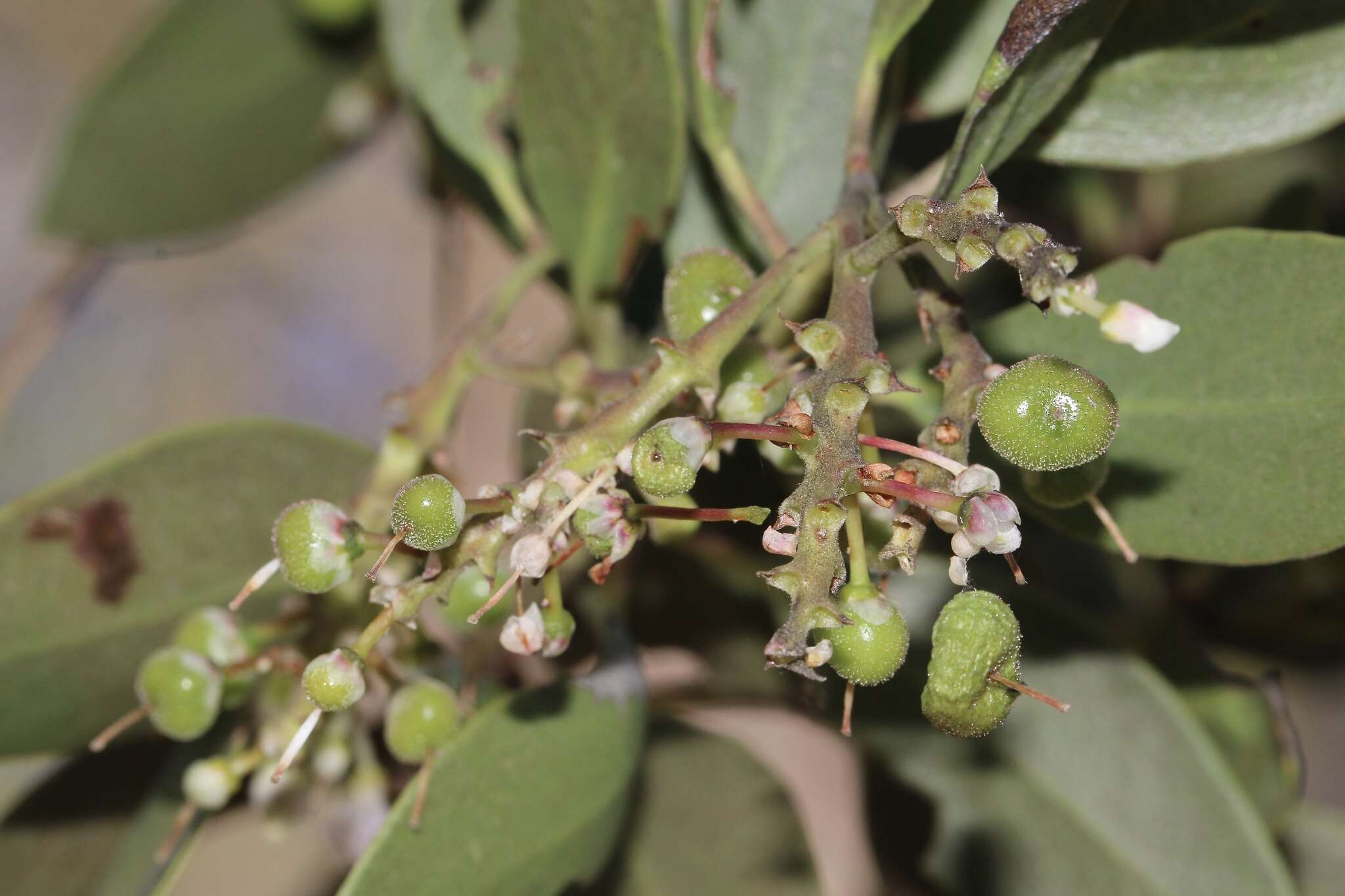 Слика од Arctostaphylos manzanita subsp. elegans (Eastw.) P. V. Wells