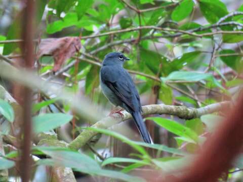 Imagem de Myadestes unicolor Sclater & PL 1857