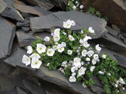 Image of Veronica telephiifolia subsp. glareosa (Somm. & Levier) M. Fisch.