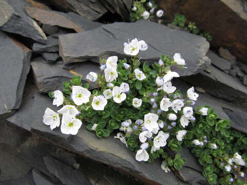 Image of Veronica telephiifolia Vahl