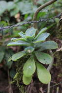 Image of Echeveria australis Rose ex Britton & Rose