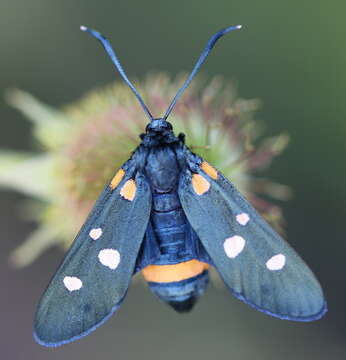 Image of Zygaena ephialtes Linnaeus 1767