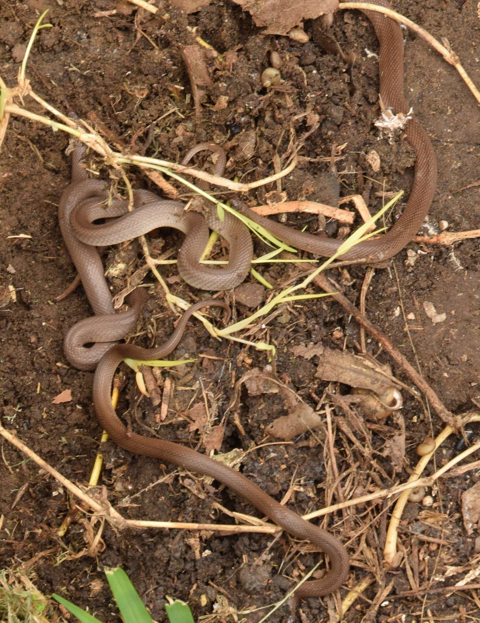 Image of Rough Earth Snake