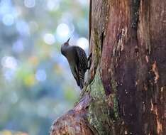 Image of Red-browed Treecreeper