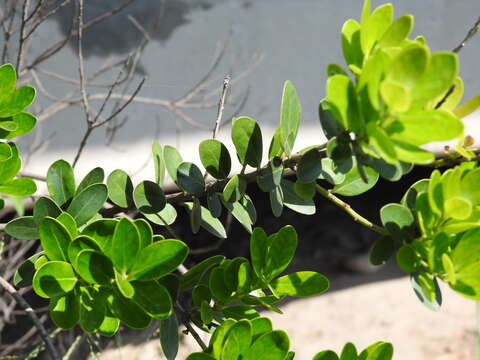 Image of Machilus obovatifolia (Hayata) Kaneh. & Sasaki