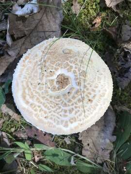 Plancia ëd Amanita daucipes (Sacc.) Lloyd 1898