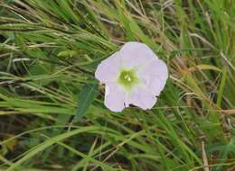 Ipomoea thurberi A. Gray的圖片