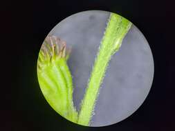 Imagem de Agrimonia pubescens Wallr.