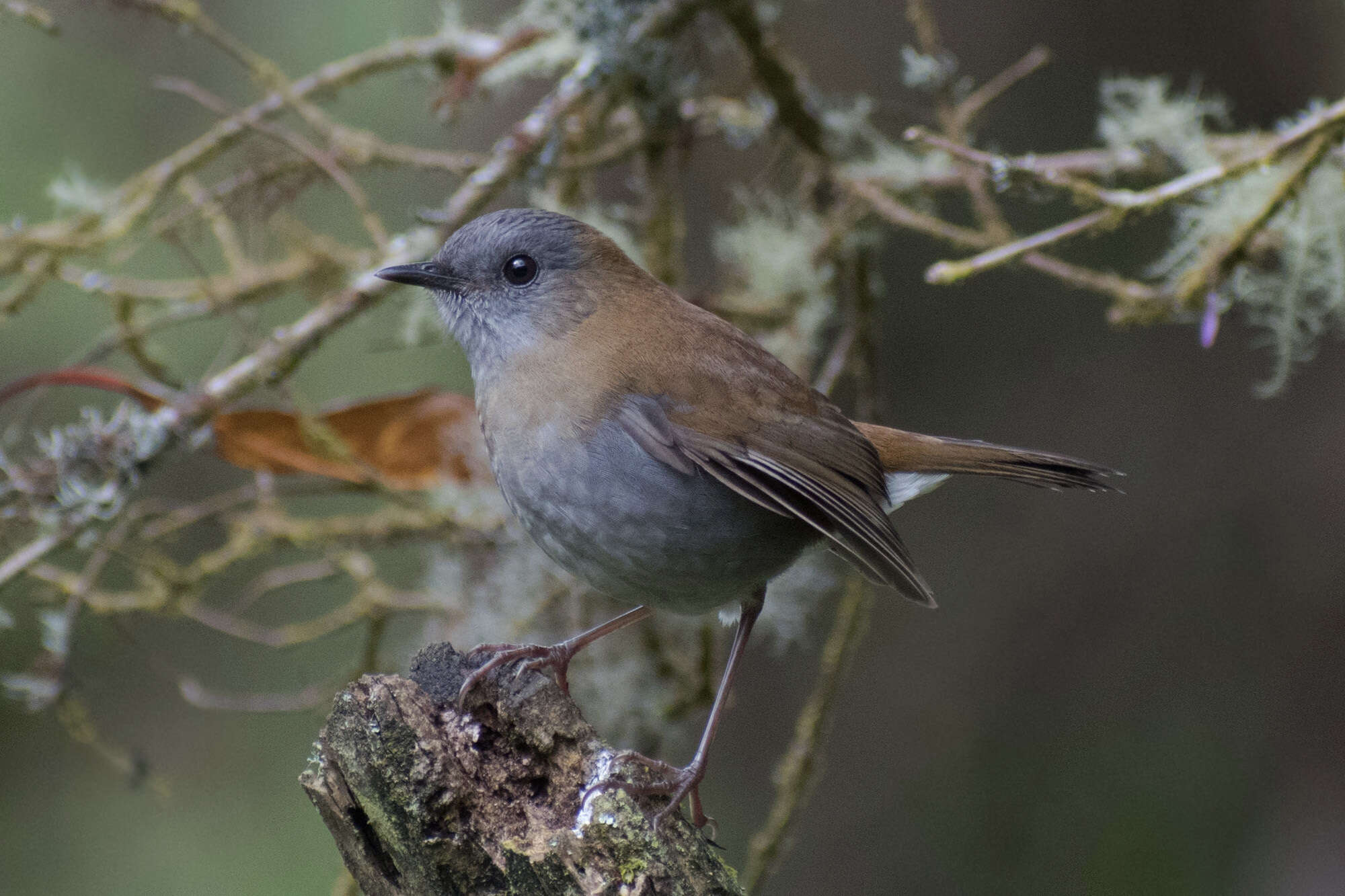 Image of Black-billed Nightingale-Thrush