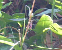 Image of dimpled troutlily