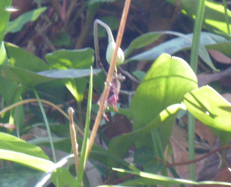 Image of dimpled troutlily