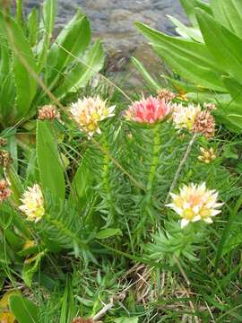 Image of Rhodiola algida (Ledeb.) Fisch. & C. A. Mey.