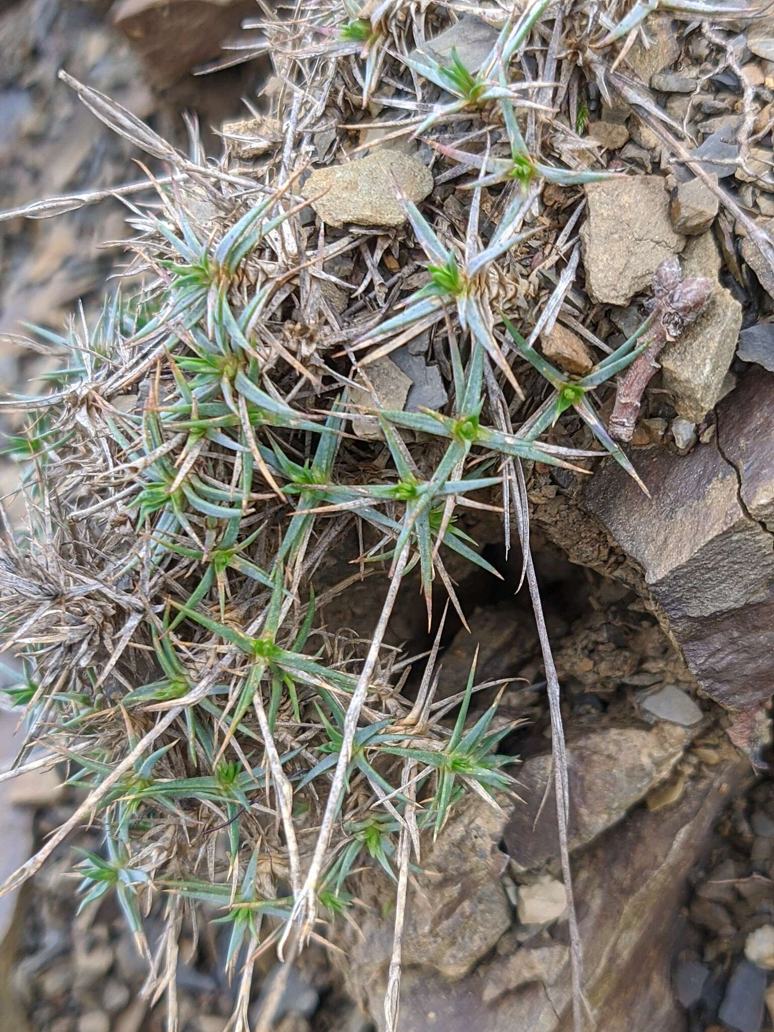 صورة Dianthus humilis Willd. ex Ledeb.