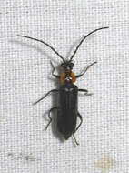 Image de <i>Rhagonycha lineola</i>