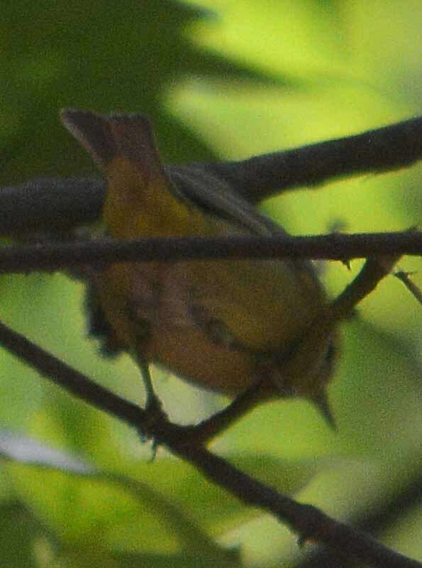 Leiothlypis ruficapilla (Wilson & A 1811) resmi