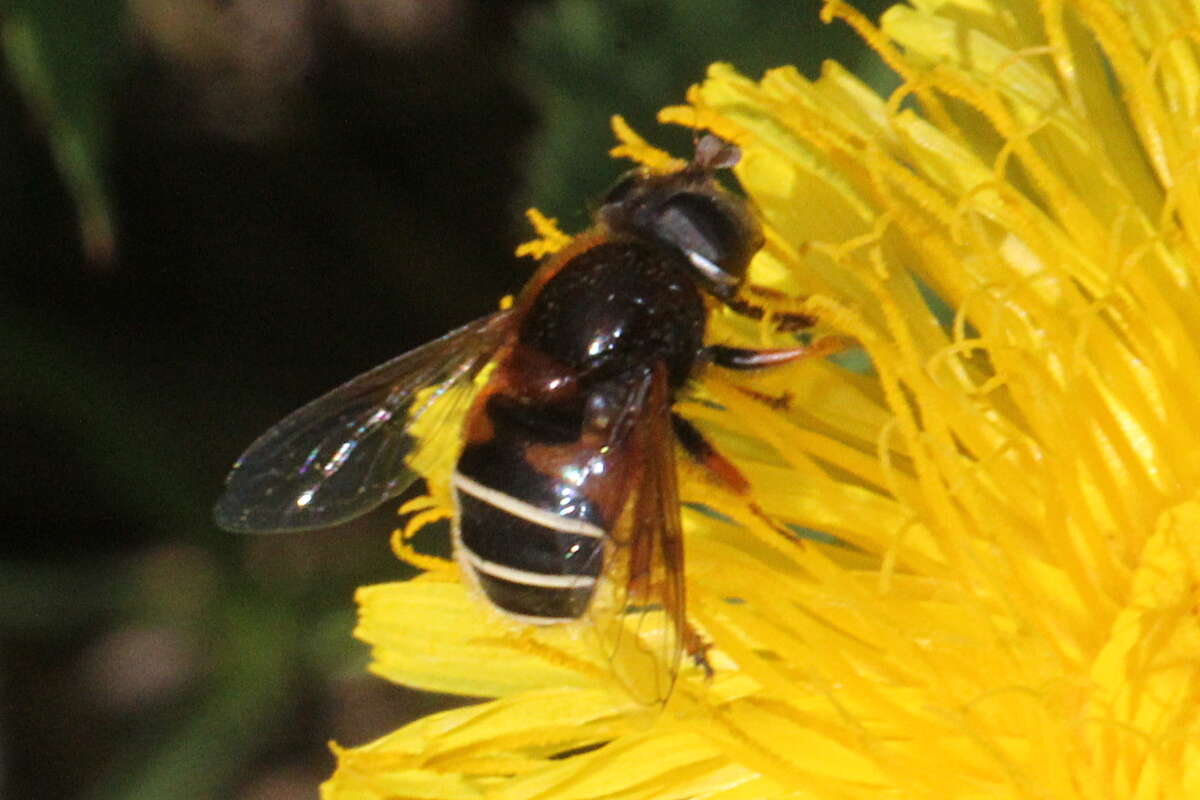 Слика од Eristalis cryptarum (Fabricius 1794)