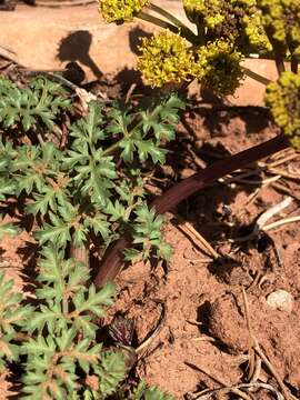 Image of purple springparsley