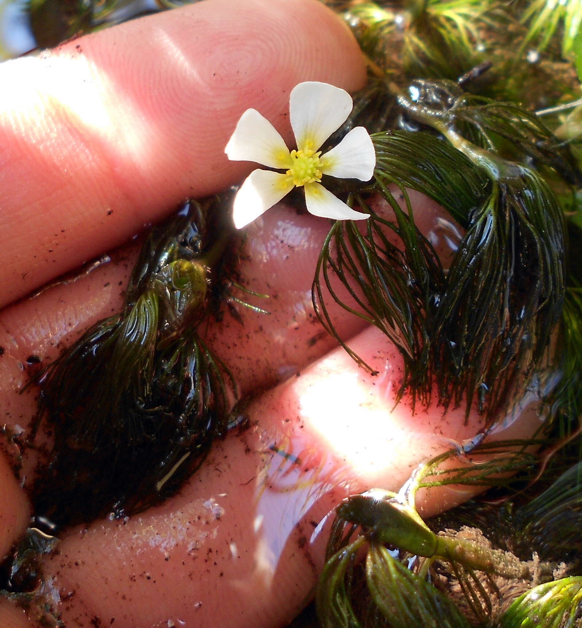 Слика од Ranunculus trichophyllus Chaix