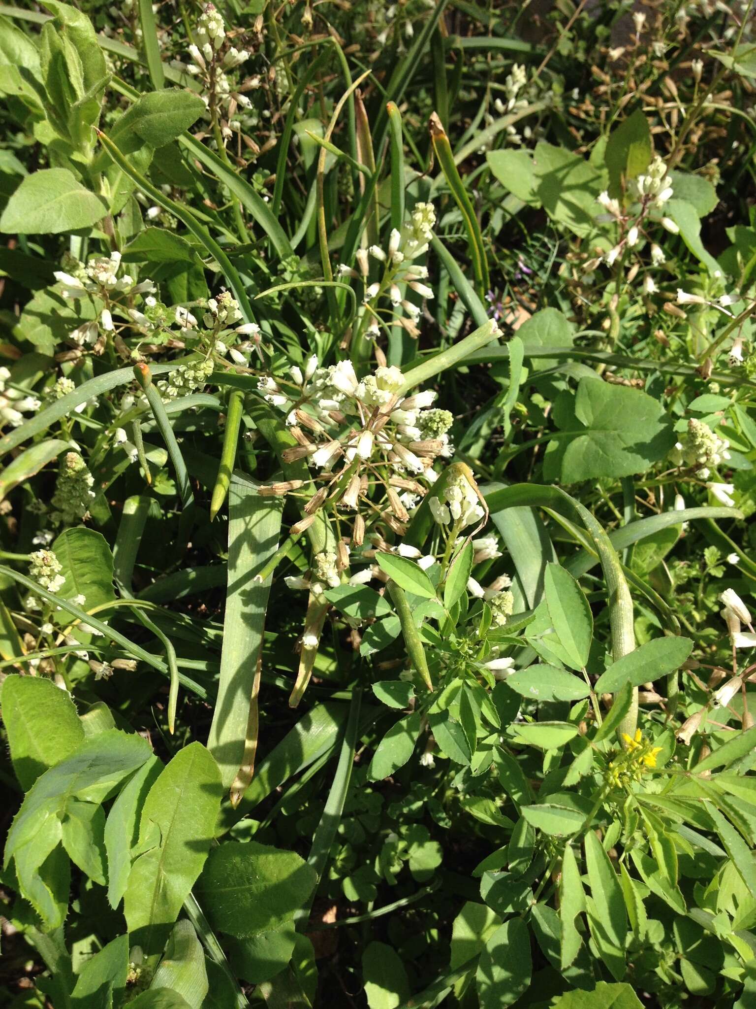 Image of Common Roman Squill