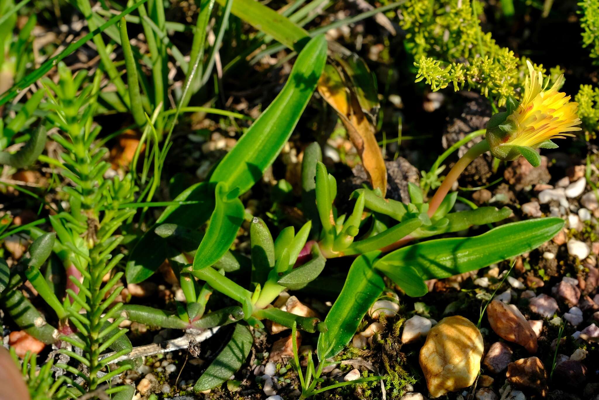 صورة Cephalophyllum diversiphyllum (Haw.) N. E. Br.