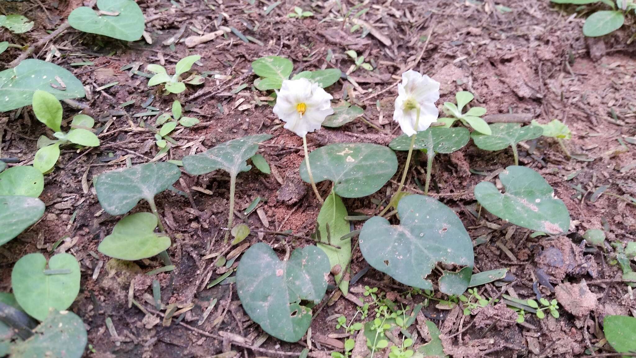 Image de Lycianthes asarifolia (Kunth & Bouché) Bitter