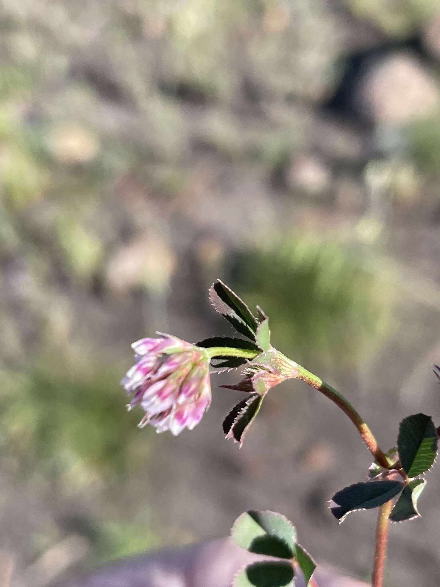 Слика од Trifolium gracilentum var. palmeri (S. Watson) McDermott