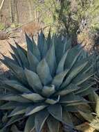 Image of Agave shawii subsp. goldmaniana (Trel.) Gentry