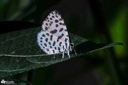 Image of Forest Pierrot