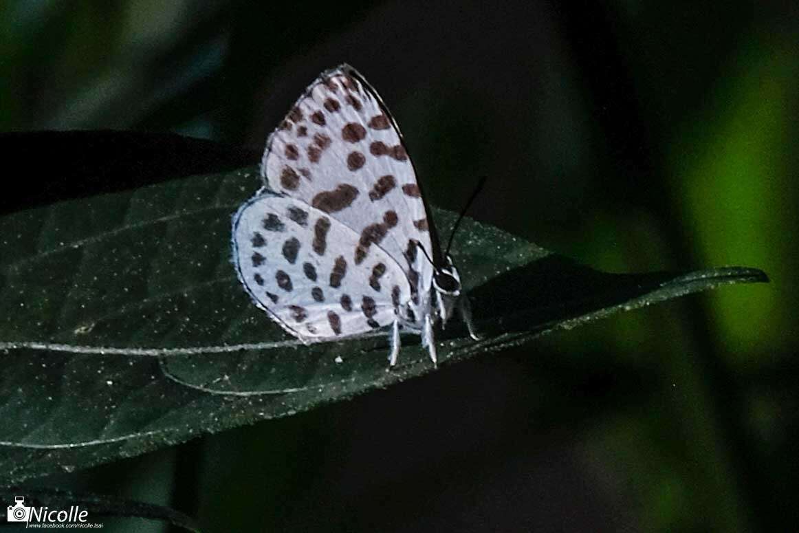 Image of Forest Pierrot