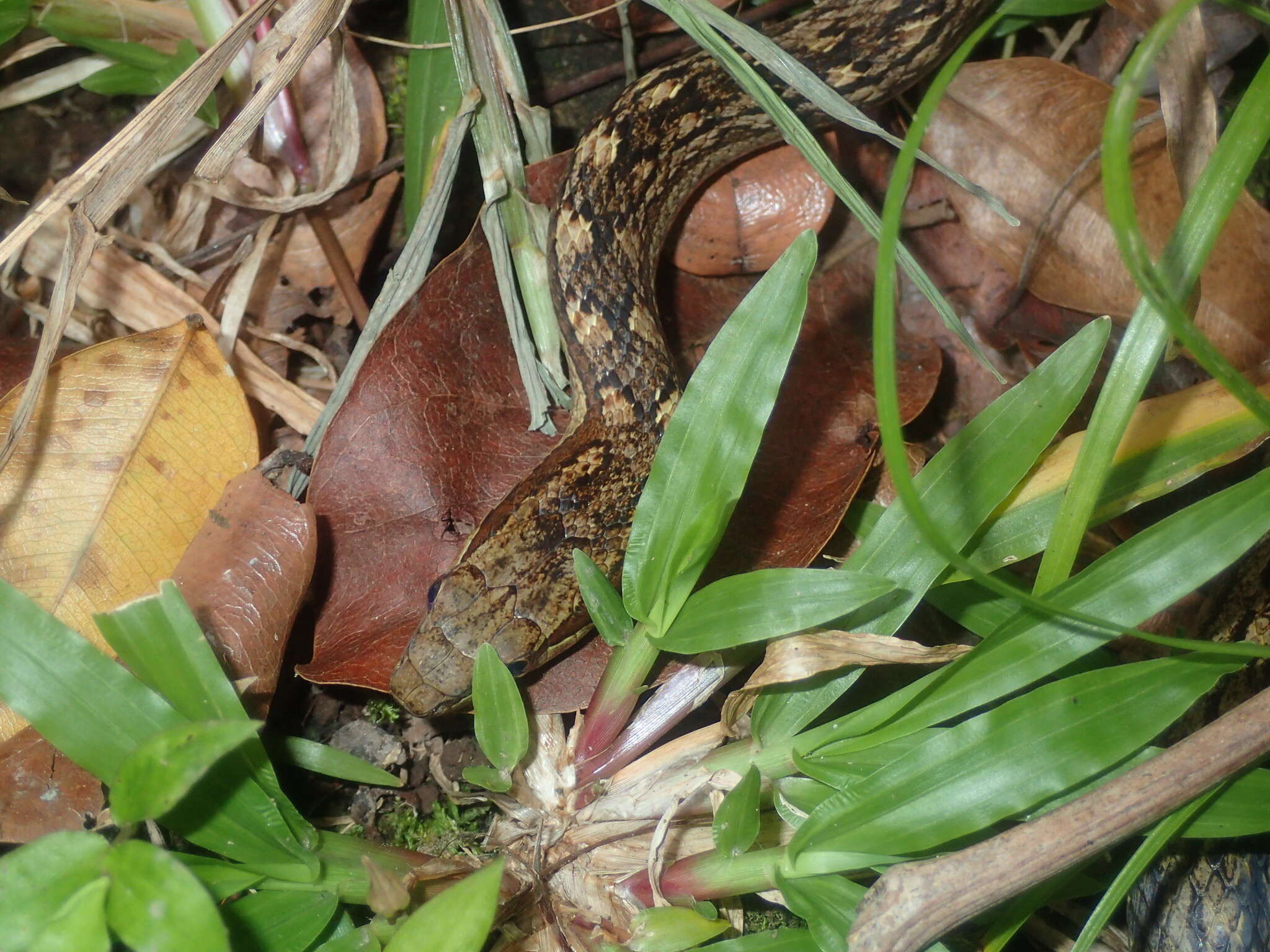 Image of Orange-bellied Racer