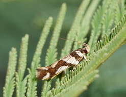 Image of Macrobathra desmotoma Meyrick 1886