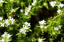 Image of mountain saucerflower