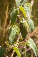 Image of Philibertia suberecta Goyder