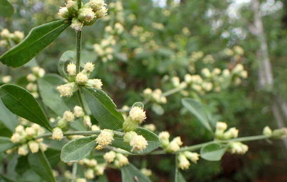 صورة Baccharis glomeruliflora Pers.