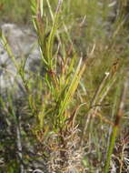 Image of Senecio paniculatus Berg.