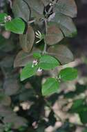 Image of Carissa bispinosa var. acuminata (E. Mey.) Codd