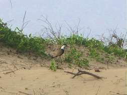 Image of spur-winged lapwing