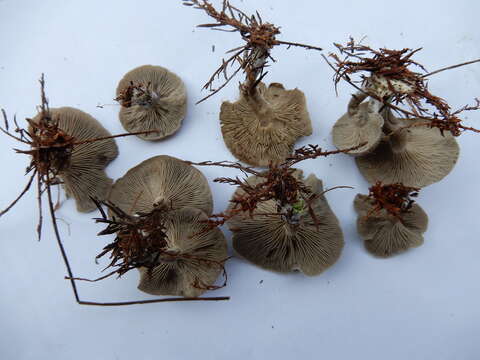 Image of Clitocybe brunneoceracea Cleland 1927