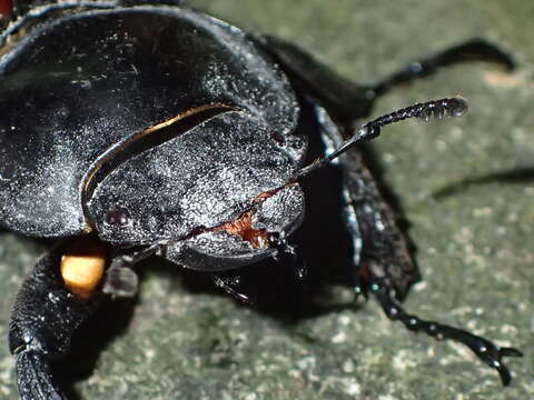 Image of Neolucanus swinhoei Bates 1866