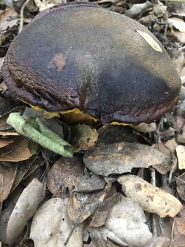 Image of Aureoboletus citriniporus (Halling) Klofac 2010