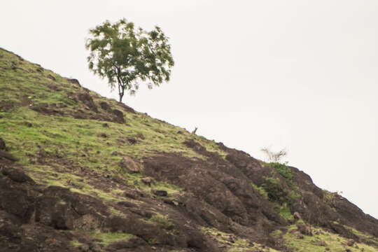 Image of Bengal Fox