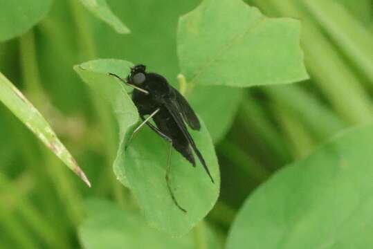 Image of Chrysopilus connexus Johnson 1912