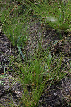 Sivun Fimbristylis dichotoma (L.) Vahl kuva