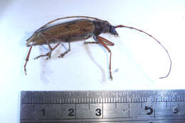 Image of Phoracantha acanthocera (MacLeay 1826)