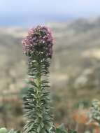 Plancia ëd Echium portosanctense J. A. Carvalho, Pontes, Bat.-Marques & R. Jardim