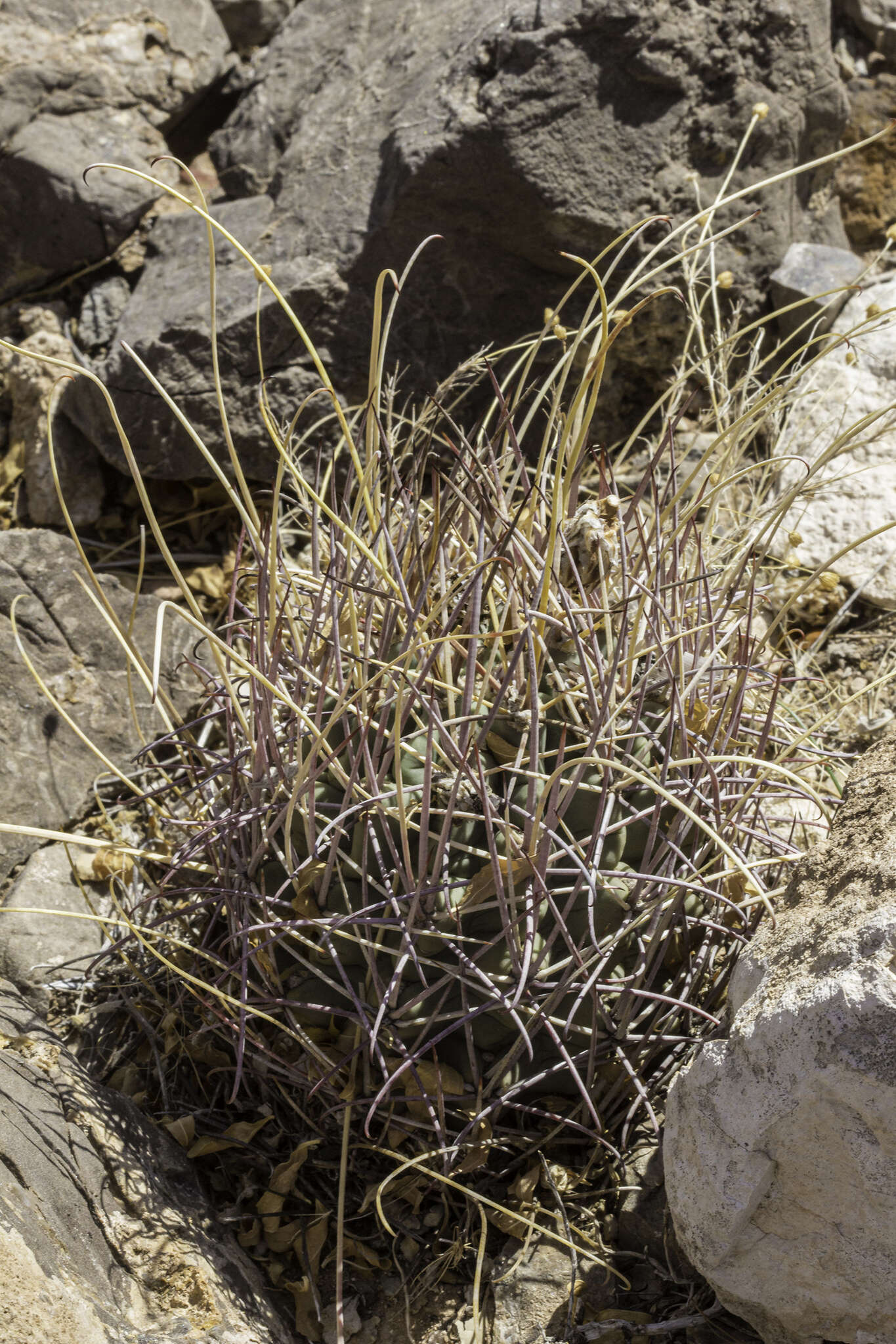 Image of Chihuahuan Fishhook Cactus