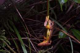 Image of Double-spotted Red-webbed Tree Frog