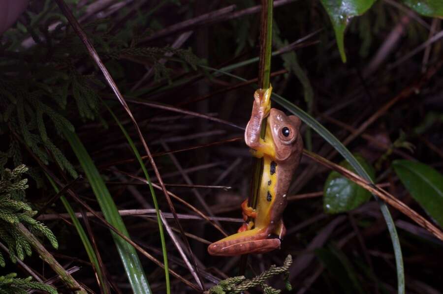 Sivun Rhacophorus bipunctatus Ahl 1927 kuva