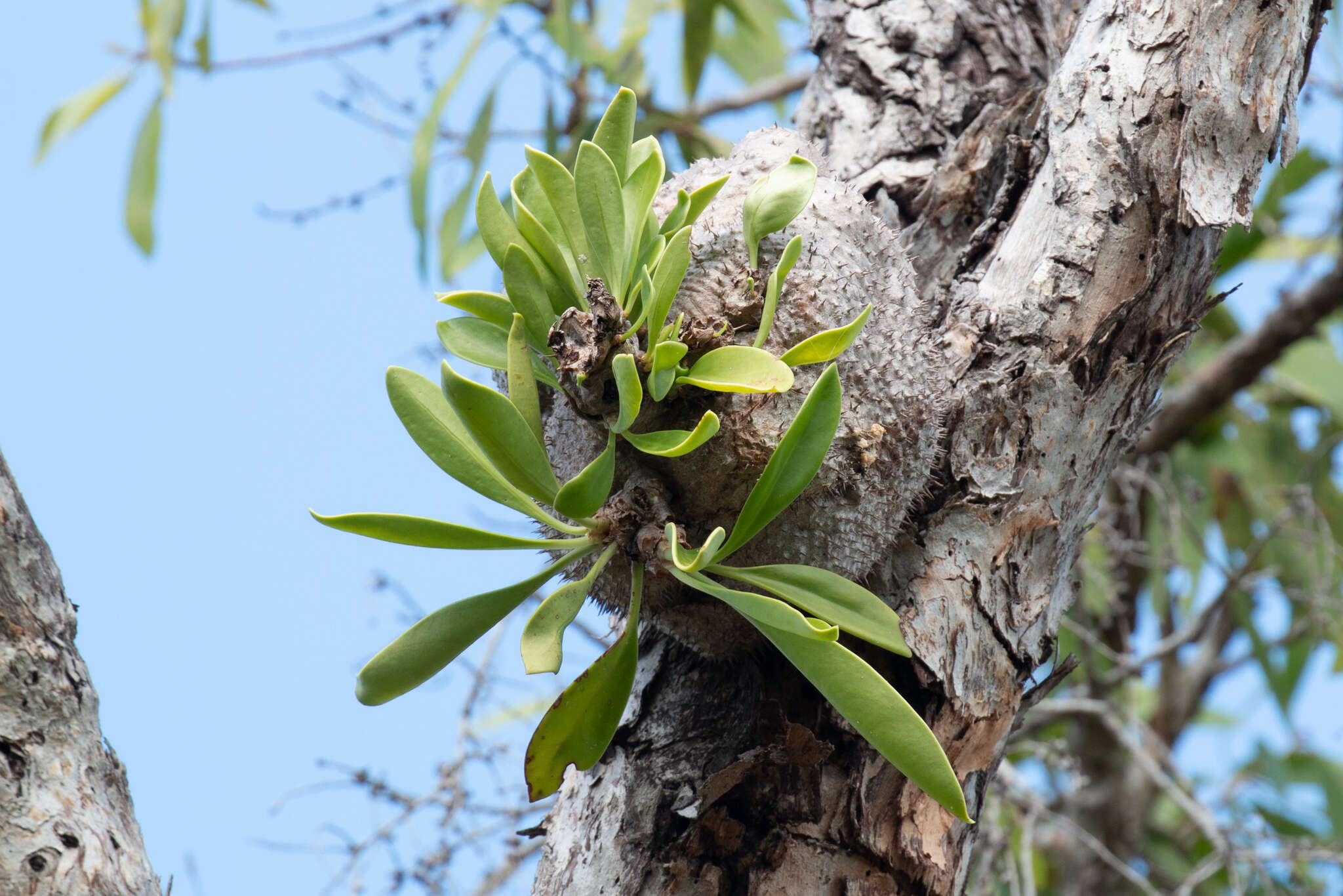 Imagem de Myrmecodia beccarii Hook. fil.