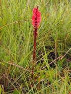 Imagem de Satyrium monadenum Schltr.